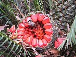 Paprastoji makrozamija (Macrozamia communis)