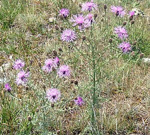 Panicle knapweed (Centaurea paniculata)