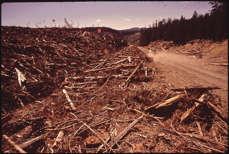 File:CLEAR-CUTTING OF CEDAR TREES IN THE TAHALA UNIT OF THE QUINAULT INDIAN RESERVATION. THE INDIANS MAINTAIN THAT THIS... - NARA - 545272.tif