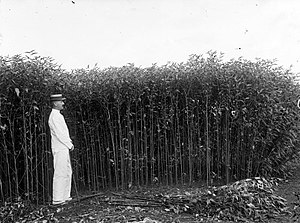 A man of European-descent standing in front of a hemp field COLLECTIE TROPENMUSEUM Europeaan poseert bij een veld jute of hennep TMnr 10023830.jpg