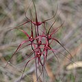 Caladenia filifera