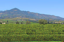 The agricultural industry in California is the largest in the United States. (orange grove in Santa Paula shown) California Orange Grove2.jpg