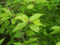 Callicarpa Japonica: Loài thực vật