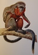 Callicebus baptista.jpg