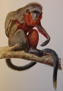 Callicebus baptista.jpg