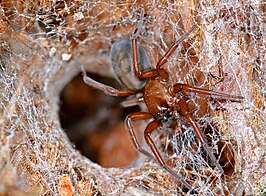 Callobius nevadensis