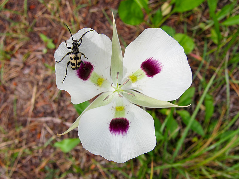 File:Calochortus eurycarpus - Flickr 003.jpg