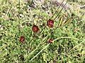 Calochortus pringlei