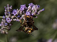 Couple d'anthidies.