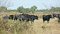 Stiere in der Camargue