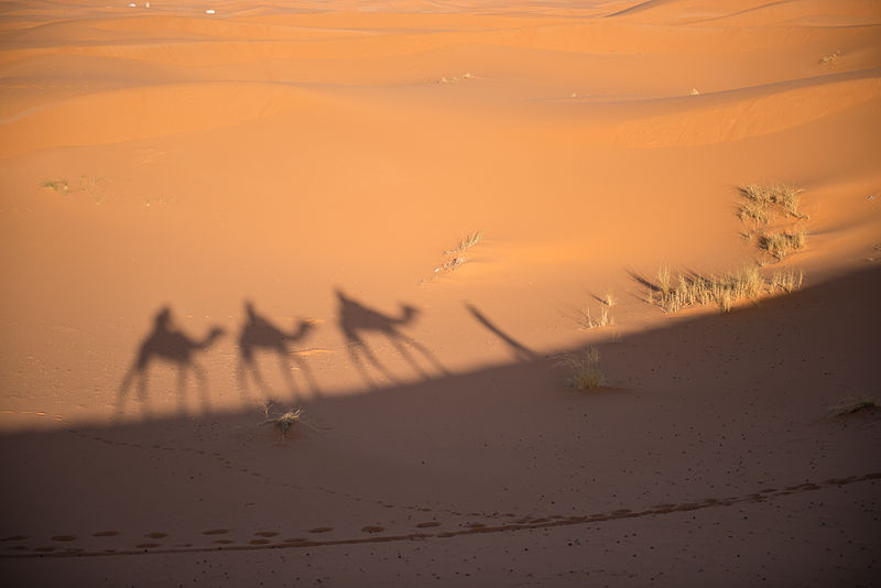 File:Camel Tour on Erg Chebbi riding across the dunes.jpg