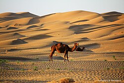 A Camel in the Nushki Desert