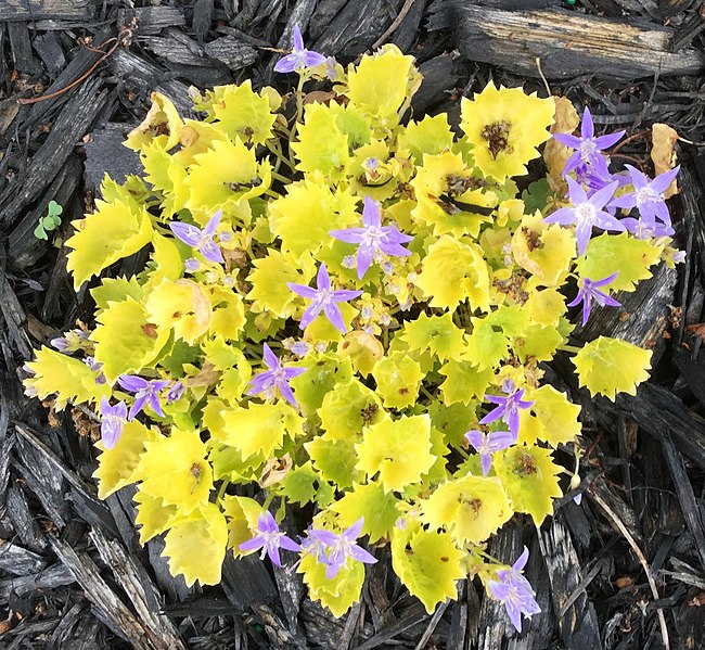 File:Campanula garganica Dickson's Gold.jpg