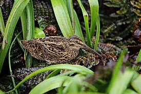 Coenocorypha aucklandica perseverance, описанный в 2010 г.