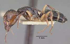 Camponotus cambouei
