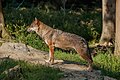 * Nomination Wolf; Wildpark Knüll, Schwalm-Eder-Kreis, Hesse, Germany --Llez 05:46, 6 October 2021 (UTC) * Promotion  Support Good quality. --Aristeas 10:48, 6 October 2021 (UTC)