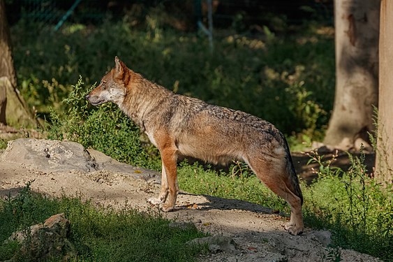 Canis lupus