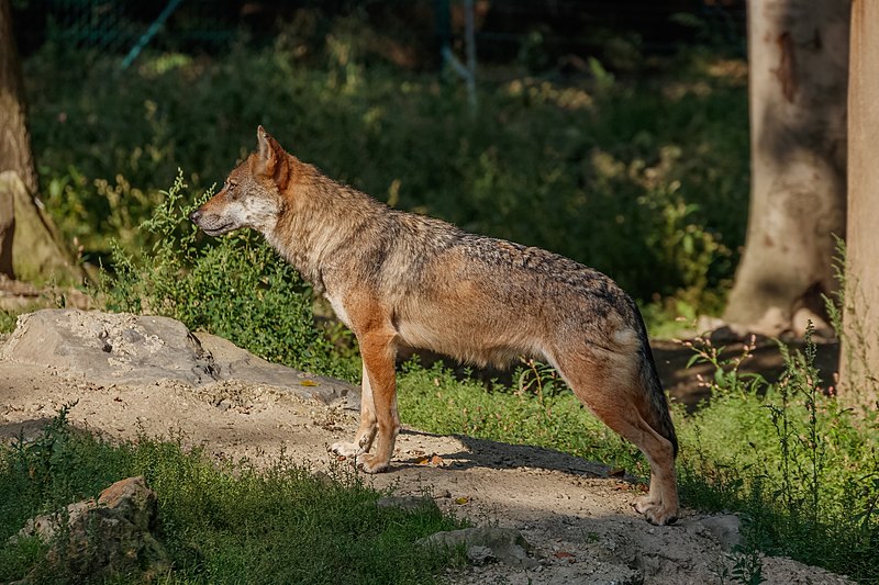 File:Canis lupus - Wildpark Knüll 03.jpg