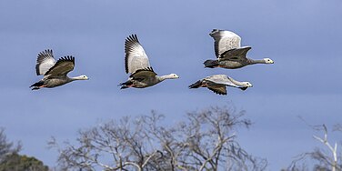 Cape Barren geese (Cereopsis novaehollandiae) in flight Kangaroo Island 2.jpg