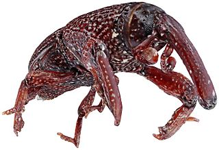 Wheat weevil Species of beetle