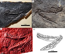 Referred specimens of Carbonodraco. NHMUK R.2667 (a) and CM 81536 (b-c) Carbonodraco referred specimens.jpg