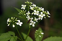 Cardamine leucantha