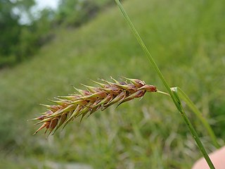 <i>Carex exsiccata</i> Species of sedge in the family Cyperaceae