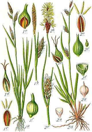 <i>Carex <span style="font-style:normal;">×</span> xanthocarpa</i> Species of grass-like plant