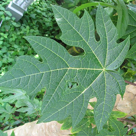 ไฟล์:Carica papaya - Papaya - var-tropical dwarf papaya - desc-leaf.jpg