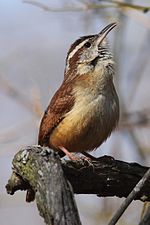 Vorschaubild für Carolinazaunkönig