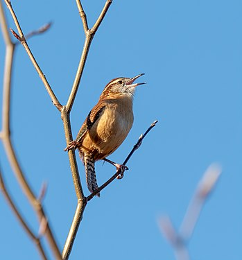 Carolina wren singing in Brooklyn Botanic Garden