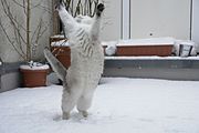 Chat dansant dans la neige, dressé sur ses pattes arrière et les pattes avant tendues vers le ciel
