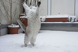 Cat dancing in the snow-Tscherno.jpg