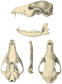 Skull Catalogue North American mammals with drawings and proof of plates (Vulpes velox skull).jpg