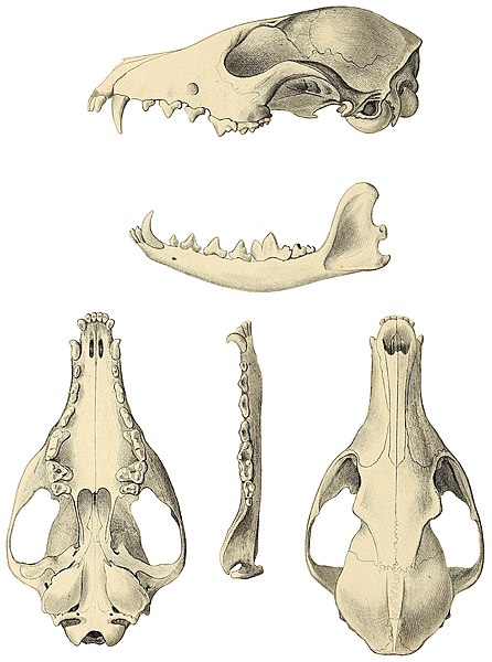 File:Catalogue North American mammals with drawings and proof of plates (Vulpes velox skull).jpg