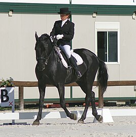 als dressuurpaard, 2007