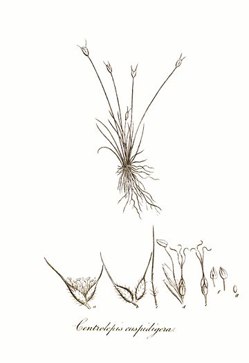 Centrolepidaceae