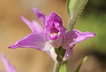 Cephalanthera rubra için küçük resim