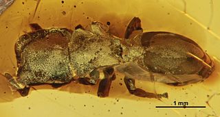 <i>Cephalotes caribicus</i> Extinct species of ant