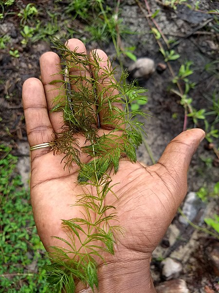 File:Ceratophyllum demersum, hornwort, rigid hornwort, coontail, or coon's tail. .jpg