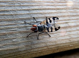 <i>Ceroxys urticae</i> Species of fly