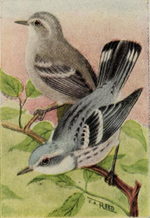 Thumbnail for File:Cerulean warblers by Chester A. Reed - Bird guide, Part 2 1909.png