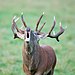 Cervus elaphus Luc Viatour 4.jpg