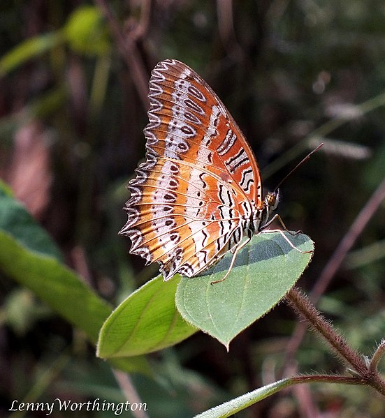 File:Cethosia biblis 46125608.jpg