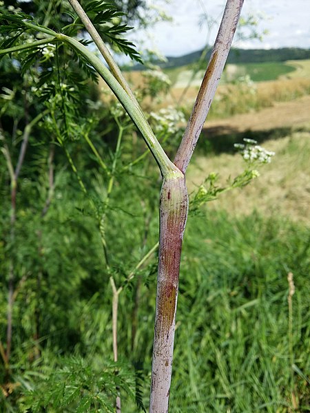 File:Chaerophyllum bulbosum sl14.jpg