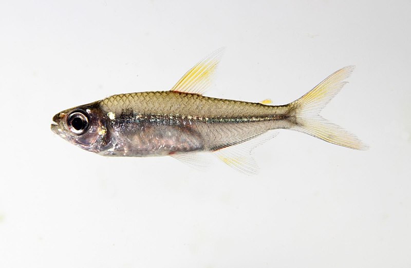 File:Characidae 6 (5807039300).jpg