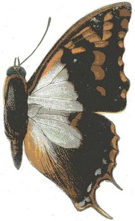 Charaxes lactetinctus