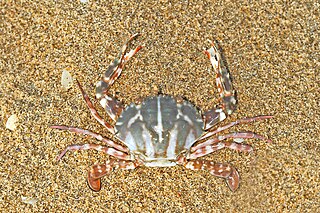 <i>Charybdis feriata</i> Species of crab