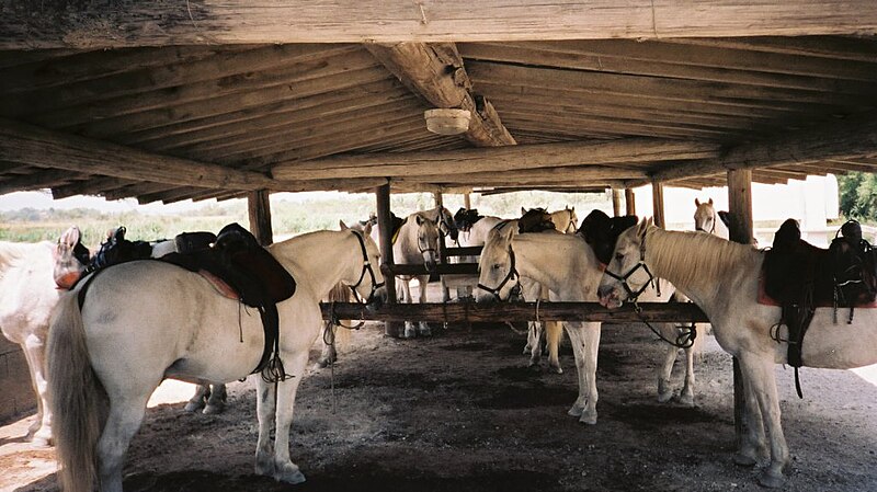 File:Chaval camargue 04.jpg