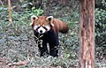 Chengdu-Pandareservat-40-Roter Panda-2012-gje.jpg